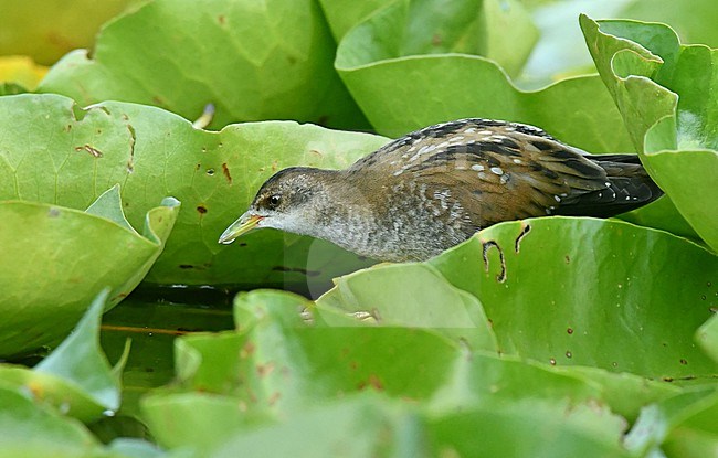 Zapornia parva, Little Crake, porzana parva stock-image by Agami/Eduard Sangster,