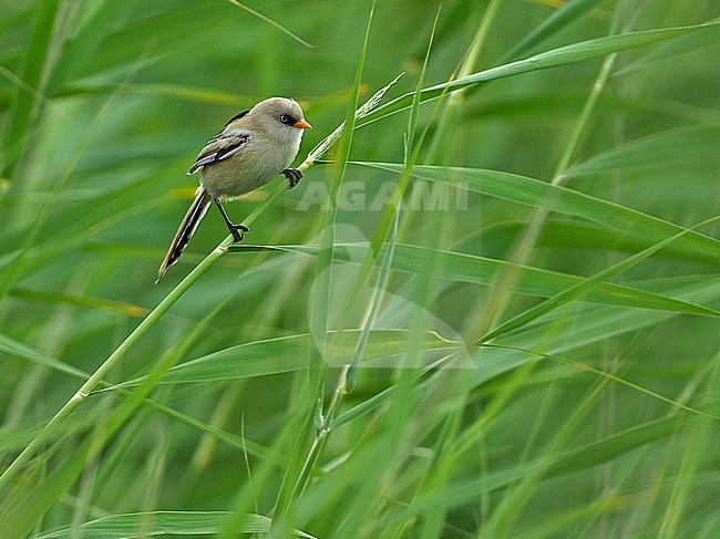 Bearded Reedling (Panurus biarmicus) female perched in reed in Xinjiang, China. stock-image by Agami/James Eaton,