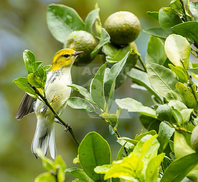 Autumn plumaged Black-throated Green Warbler, Setophaga virens, in Bermuda. stock-image by Agami/Marc Guyt,