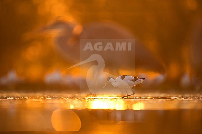 Kluut, Pied Avocet stock-image by Agami/Bence Mate,