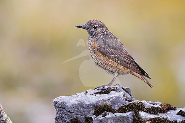 Female Common Rock Thrush, Monticola saxatilis,  in Italy. stock-image by Agami/Daniele Occhiato,