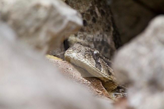 Puff Adder - Puffotter - Bitis arietans, Oman stock-image by Agami/Ralph Martin,