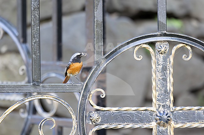 A male Common Redstart (Phoenicurus phoenicurs samamisicus) of the eastern subspecies samamisicus is seen sitting in an old wrought iron fence. The image was taken in Armenia. stock-image by Agami/Jacob Garvelink,