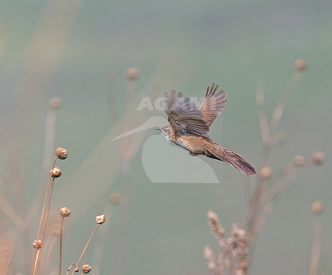 Fan-tailed Grassbird (Catriscus brevirostris) in Angola. stock-image by Agami/Pete Morris,
