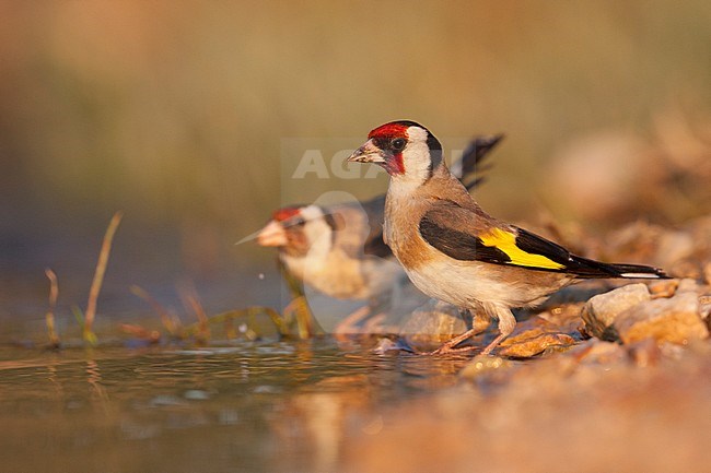 European Goldfinch, Putter,  Carduelis carduelis ssp. balcanica, Croatia, adult male stock-image by Agami/Ralph Martin,