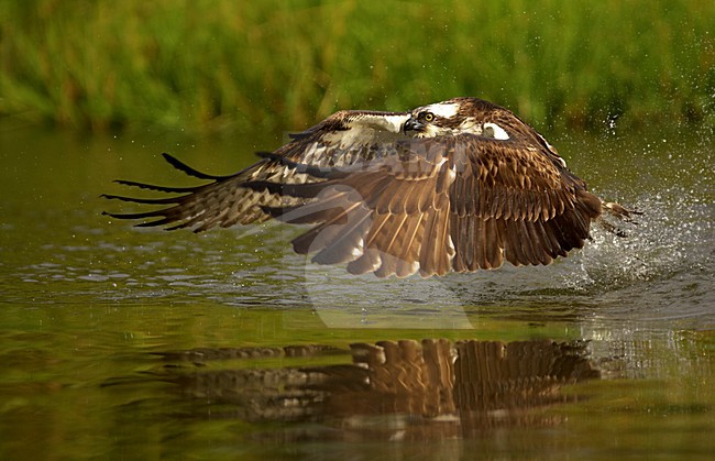 Visarend met vis, Osprey with fish stock-image by Agami/Danny Green,