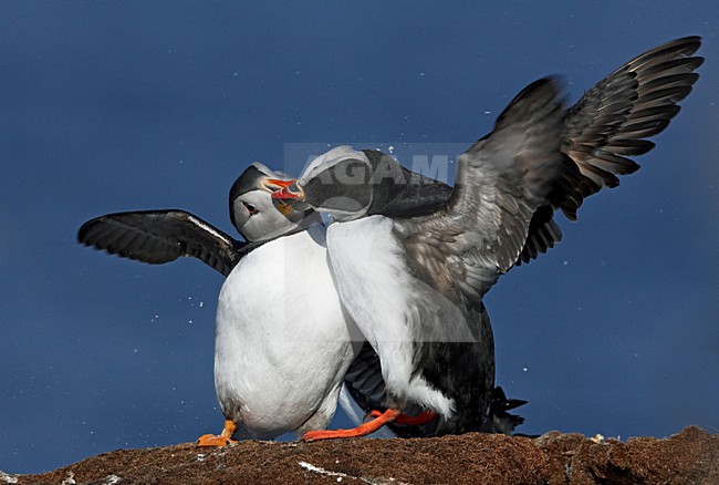 Gropeje vechtende Papegaaiduikers; Group of fighting Atlantic Puffins stock-image by Agami/Markus Varesvuo,