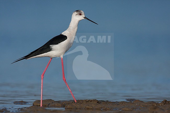 Black-winged Stilt - Stelzenläufer - Himantopus himantopus ssp. himantopus, Spain (Mallorca), adult female stock-image by Agami/Ralph Martin,
