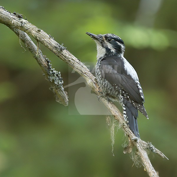 Eurasian Three-toed Woodpecker (Picoides tridactylus ), side view of adult female on branch with beard moss, Finland stock-image by Agami/Kari Eischer,