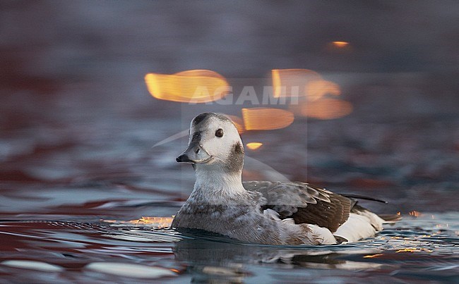 IJseend vrouwtje in water; Long-tailed Duck female in water stock-image by Agami/Markus Varesvuo,