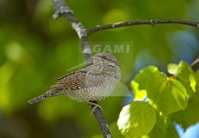 Eurasian Wryneck perched on branch, Draaihals zittend op tak stock-image by Agami/Markus Varesvuo,