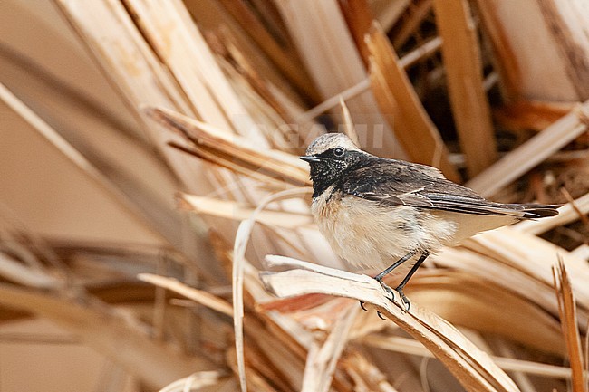 Second-summer male Pied Wheatear (Oenanthe pleschanka) in palm plantage near Eilat, Israel during spring migration. stock-image by Agami/Marc Guyt,