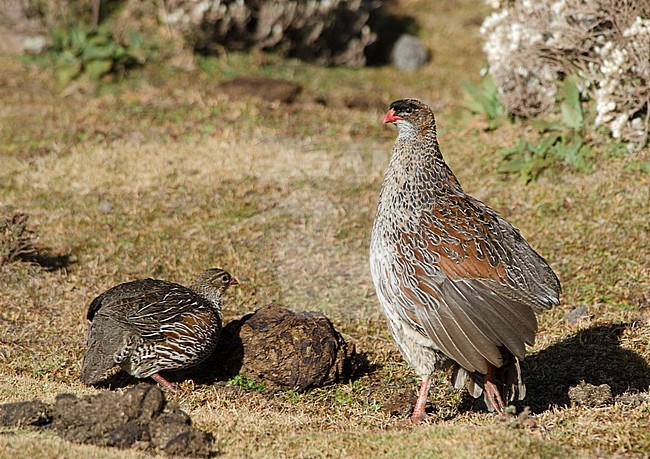 Chestnut-naped Francolin (Pternistis castaneicollis). Pair at Sanetti, Ethiopia. stock-image by Agami/Jacob Garvelink,