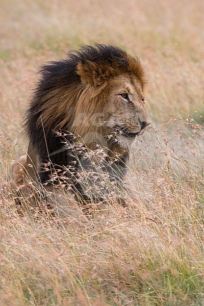Lion, Panthera leo, Masai Mara, Kenya. Kenya. stock-image by Agami/Sergio Pitamitz,