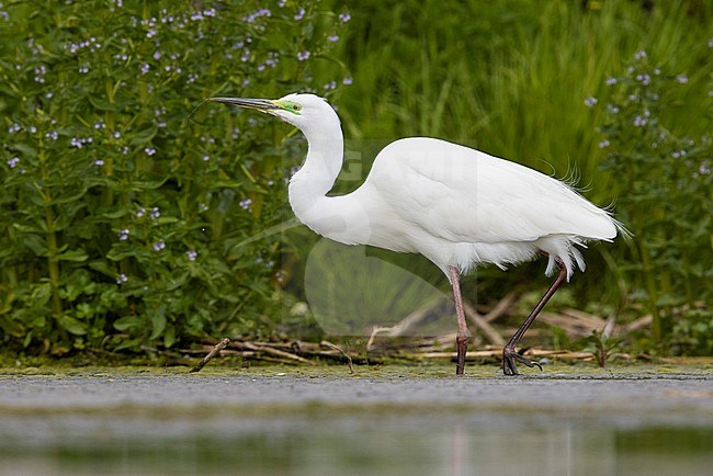 Great Egret (Ardea alba), side view of an adult in breeding plumage walking in a pond, Campania, Italy stock-image by Agami/Saverio Gatto,
