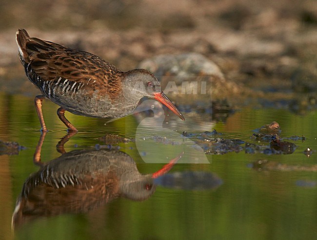 Foeragerende Waterral, Water Rail foraging stock-image by Agami/Markus Varesvuo,