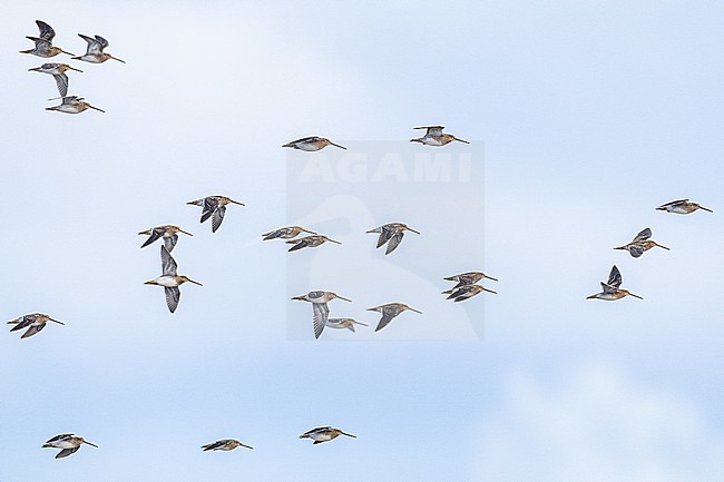 Watersnip, Common Snipe, Gallinago gallinago stock-image by Agami/Menno van Duijn,
