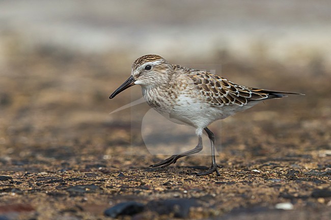 Bonapartes Strandloper; White-rumped Sandpiper stock-image by Agami/Daniele Occhiato,