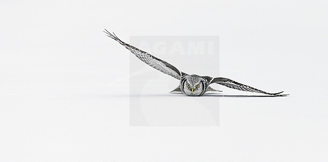  stock-image by Agami/Markus Varesvuo,