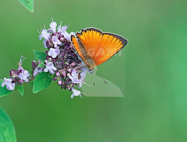 Scarce Copper, Lycaena virgaureae stock-image by Agami/Dick Forsman,