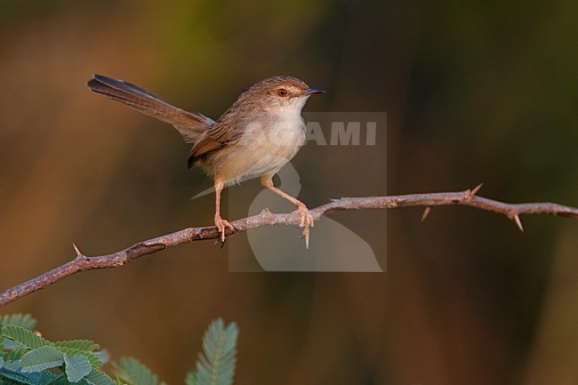 Gestreepte Prinia op een takje; Graceful Prina perched on a twig stock-image by Agami/Daniele Occhiato,
