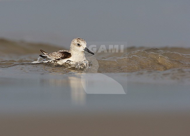 Drieteenstrandloper, Sanderling, Calidris alba stock-image by Agami/Arie Ouwerkerk,