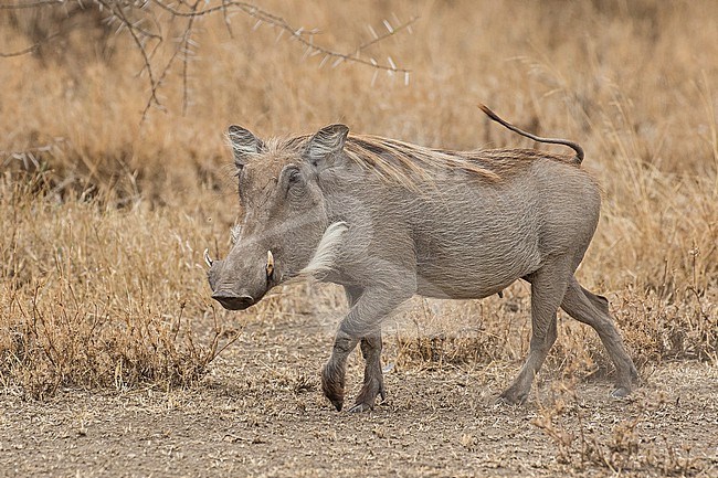 Common warthog (Phacochoerus africanus massaicus) in Tanzania. Also known as Central African warthog. stock-image by Agami/Pete Morris,