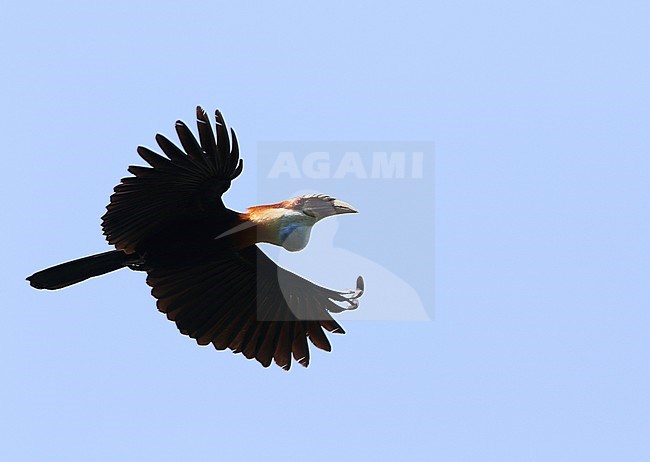 Sumba hornbill (Rhyticeros everetti) on the island Sumba in the Lesser Sundas, Indonesia. stock-image by Agami/James Eaton,