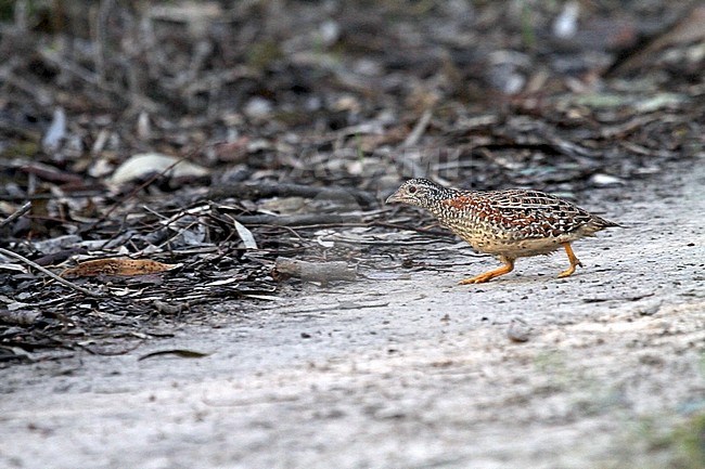 Painted buttonquail (Turnix varius) crossing a dirt road in Australia. stock-image by Agami/Pete Morris,