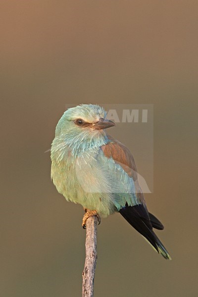 Scharrelaar zittend op tak; European Roller perched on branch stock-image by Agami/Jari Peltomäki,