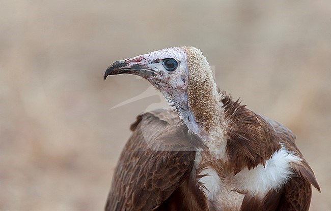 Critically Endangered Hooded Vulture (Necrosyrtes monachus) in the Kruger National Park in South Africa. stock-image by Agami/Marc Guyt,