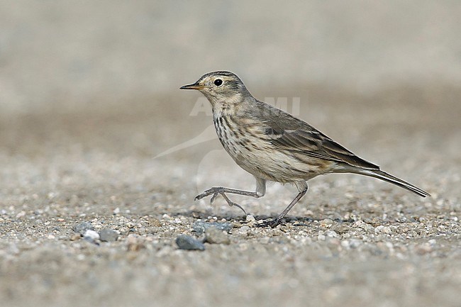 Adult non-breeding American Buff-bellied Pipit (Anthus rubescens rubescens) standing on the ground in Riverside County, California, USA. stock-image by Agami/Brian E Small,