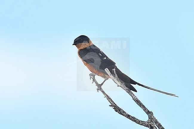 Adult Red-chested Swallow (Hirundo lucida) in Namibia. stock-image by Agami/Laurens Steijn,