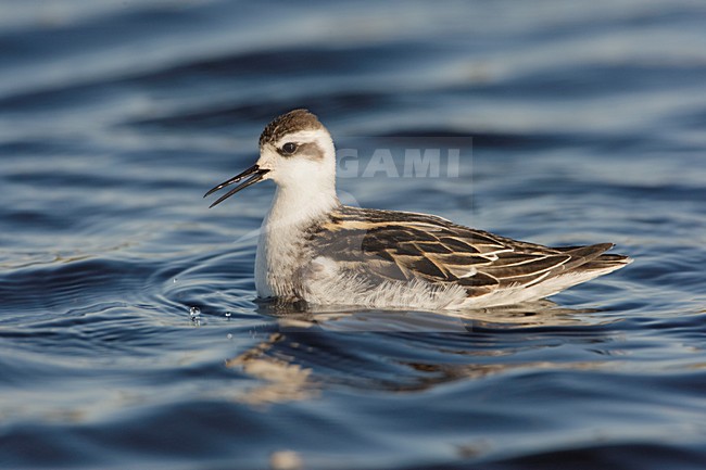 Zwemmende onvolwassen Grauwe Franjepoot; Swimming immature Red-necked Phalarope stock-image by Agami/Arie Ouwerkerk,