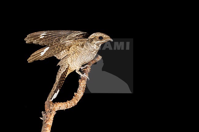 European Nightjar (Caprimulgus europaeus), side view of an adult male who just landed on a branch in the late dark hours of the day. stock-image by Agami/Saverio Gatto,