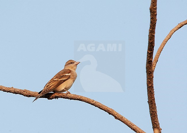 yellow-throated Sparrow (Gymnoris xanthocollis xanthocollis), also known as Chestnut-shouldered Petronia. Perched on a branch. stock-image by Agami/Marc Guyt,