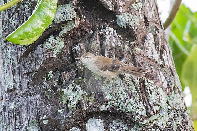 Caroline reed warbler (Acrocephalus syrinx) on Truuk, part of the Federated States of Micronesia. stock-image by Agami/Pete Morris,