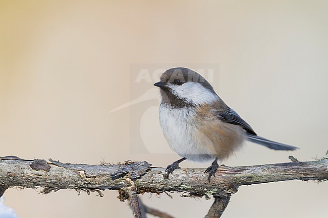 Siberian Tit - Lapplandmeise - Poecile cinctus lapponicus, Finland stock-image by Agami/Ralph Martin,
