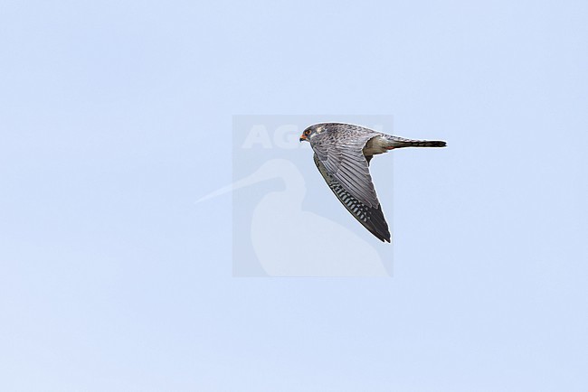 second calendar year female or immature female amur falcon (falco amurensis) in flight, found near Khalk River in eastern Mongolia in Dornod Aimag stock-image by Agami/Mathias Putze,