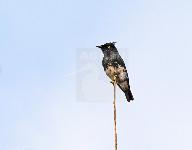 Male Black-and-white Shrike-flycatcher, Bias musicus, in Sierra Leone. stock-image by Agami/David Monticelli,