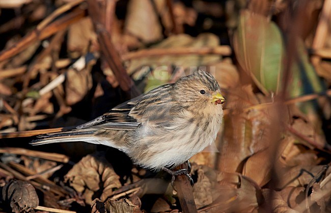 Frater op de grond, Twite on the ground stock-image by Agami/Markus Varesvuo,