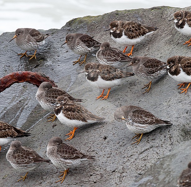 Paarse Strandloper, Purple Sandpiper stock-image by Agami/Arnold Meijer,