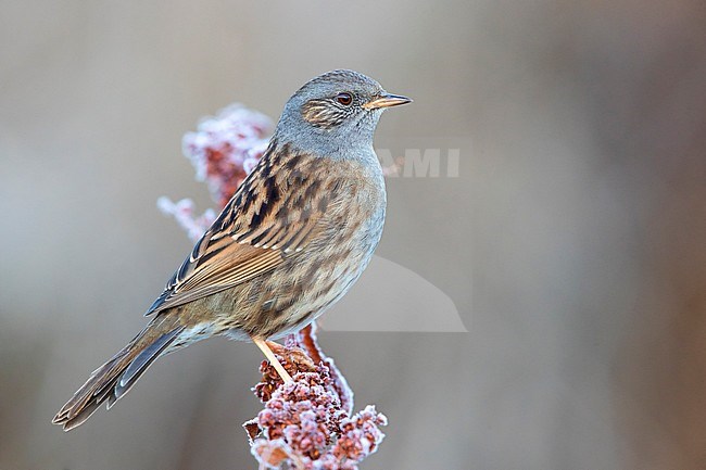 Dunnock (Prunella modularis), adult perched on a frost covered stem, Campania, Italy stock-image by Agami/Saverio Gatto,