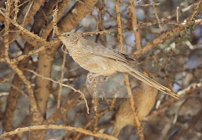 Arabische Babbelaar in zit; Arabian Babbler perched stock-image by Agami/Markus Varesvuo,