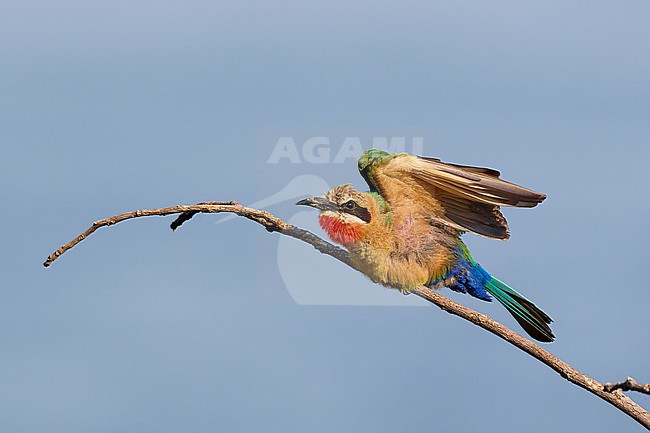 White-fronted Bee-eater (Merops bullockoides) stretching its wings, Zimbabwe stock-image by Agami/Tomas Grim,