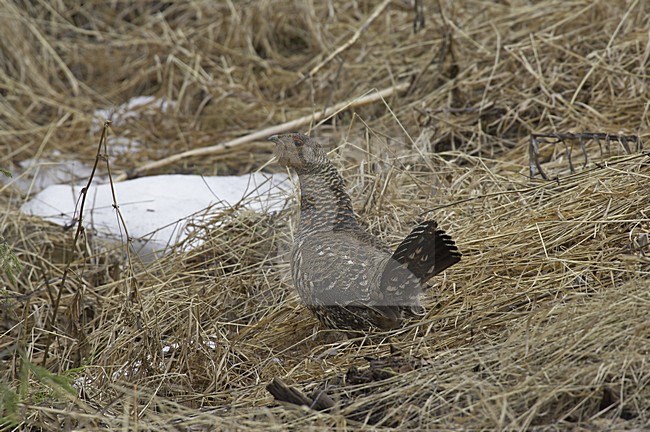 Capercaillie female standing; Auerhoen vrouw staand stock-image by Agami/Jari Peltomäki,