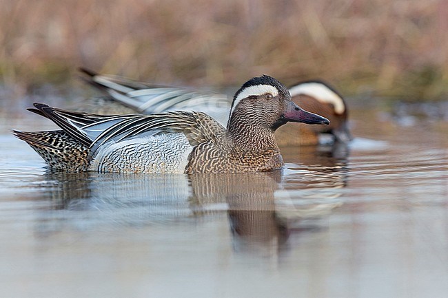 Garganey, Campania, Italy, (Anas querquedula) stock-image by Agami/Saverio Gatto,