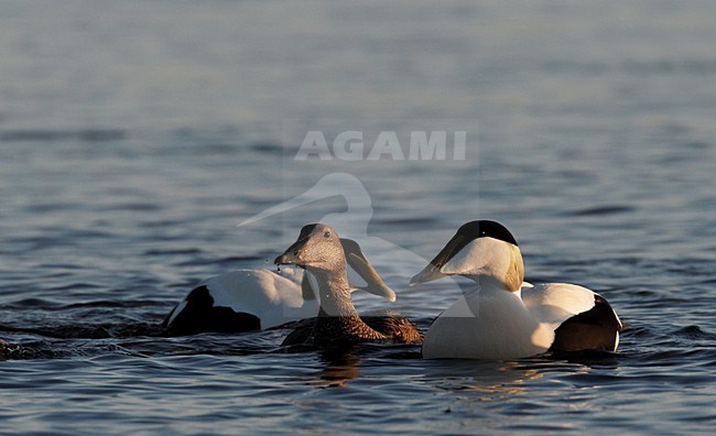 Groepje volwassen Eider; Group of adult Common Eiders stock-image by Agami/Markus Varesvuo,