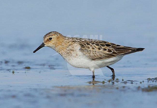Adult Little Stint (Calidris minuta) in transition to non-breeding plumage.
Deschutes Co., Oregon, USA
August 2015 stock-image by Agami/Brian E Small,