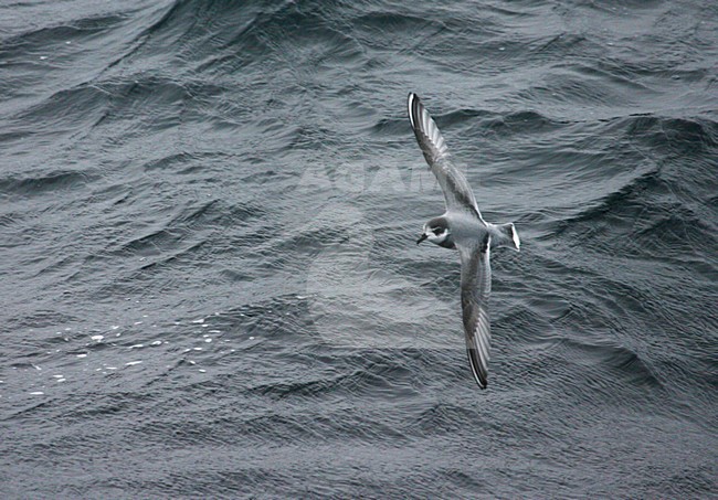 Blauwe Stormvogel vliegend boven de oceaan; Blue Petrel flying above the ocean stock-image by Agami/Marc Guyt,